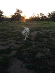 Sally at Zilker Park